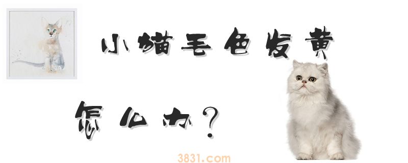 小猫毛色发黄怎么办(图1)