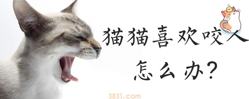 猫猫喜欢咬人怎么办(图1)