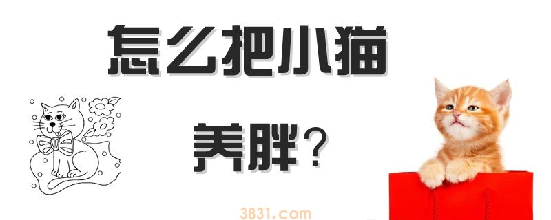 怎么把小猫养胖(图1)