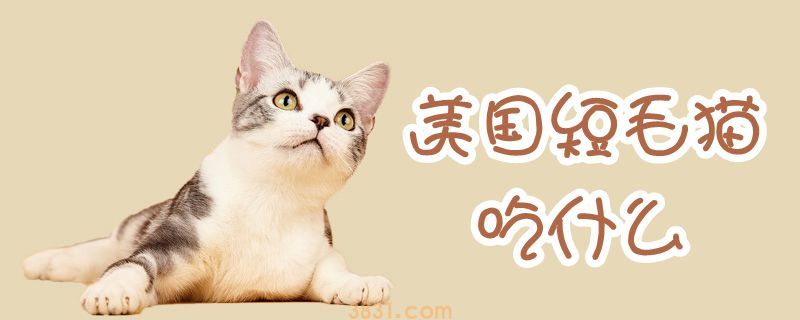 美国短毛猫吃什么(图1)