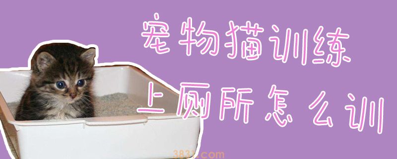 宠物猫训练上厕所怎么训(图1)