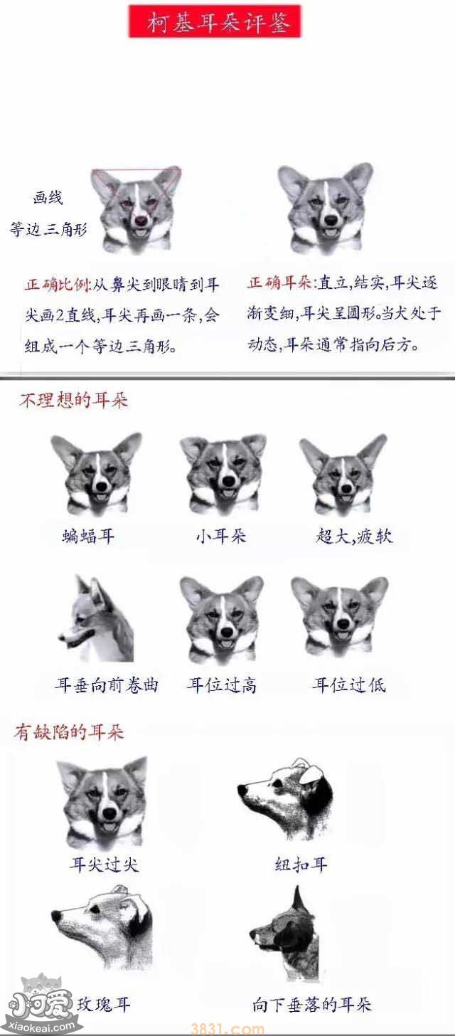 柯基的耳朵标准是什么样的 什么样算是标准(图1)