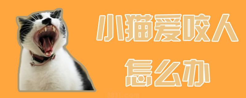 小猫爱咬人怎么办(图1)