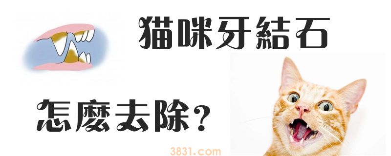 猫咪牙结石怎么去除(图1)