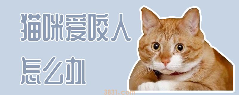 猫咪爱咬人怎么办(图1)