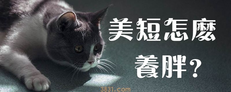 美短怎么养胖(图1)