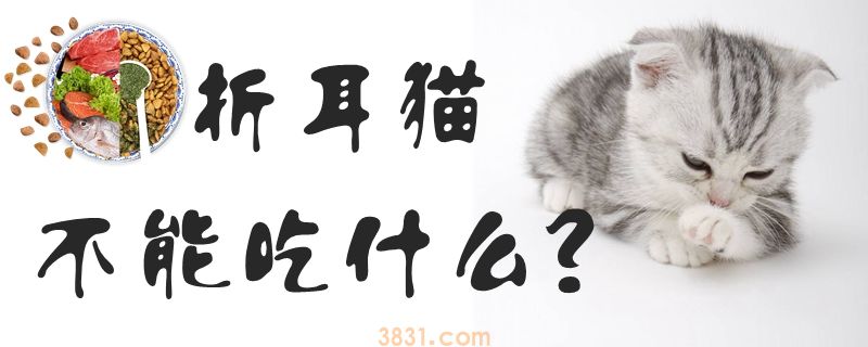 折耳猫不能吃什么(图1)