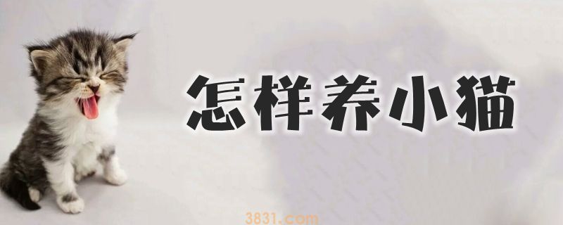 怎样养小猫(图1)