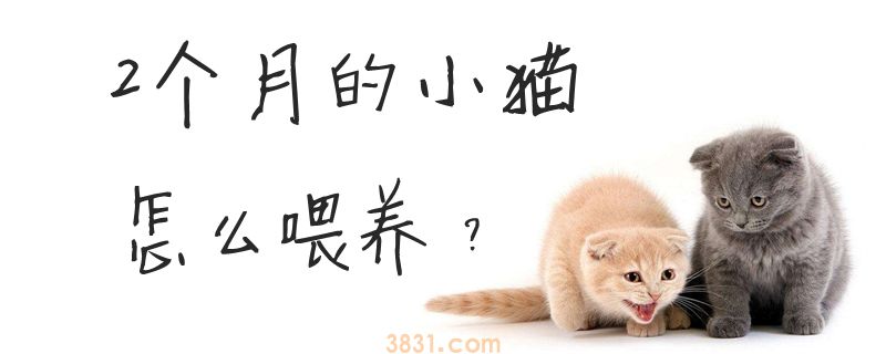 2个月的小猫怎么喂养(图1)