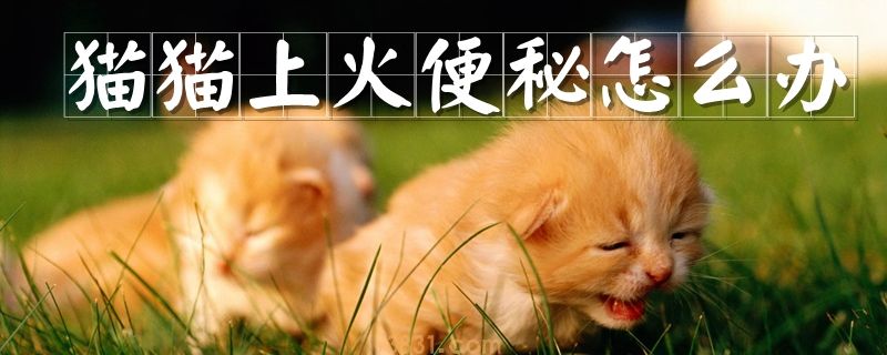 猫猫上火便秘怎么办(图1)