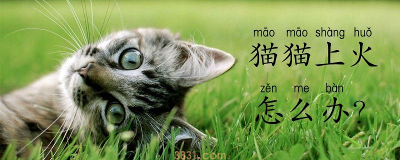 猫猫上火怎么办(图1)