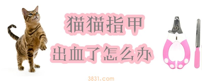 猫猫指甲出血了怎么办(图1)