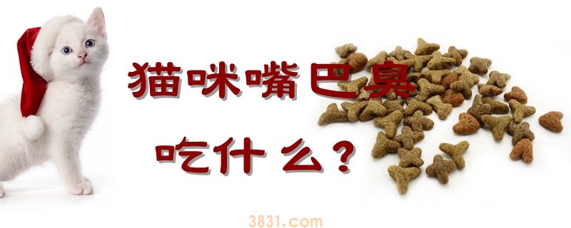 猫咪嘴巴臭吃什么(图1)
