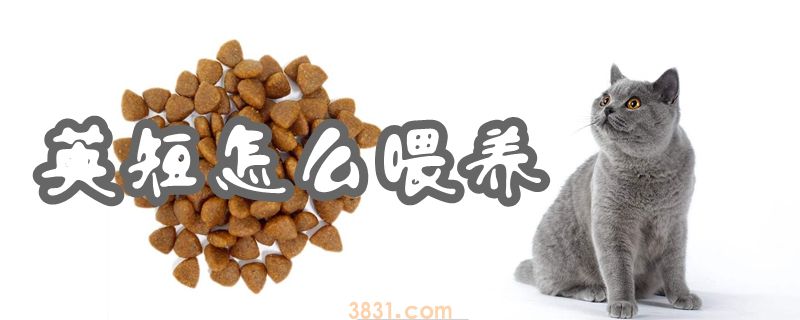 英短怎么喂养(图1)