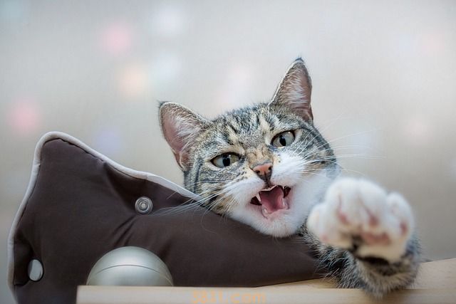 猫猫吃猫砂怎么办(图1)