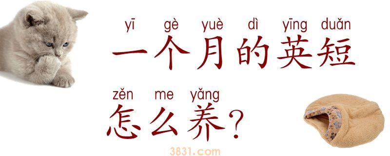 一个月的英短怎么养(图1)