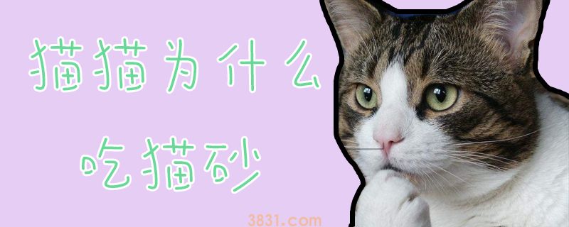 猫猫为什么吃猫砂(图1)