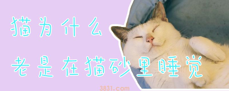 猫为什么老是在猫砂里睡觉(图1)