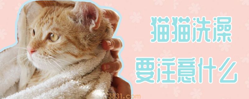 猫猫洗澡要注意什么(图1)