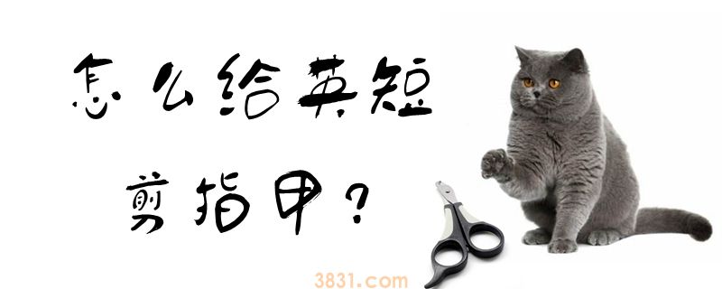 怎么给英短剪指甲(图1)