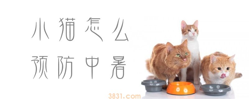 小猫怎么预防中暑(图1)
