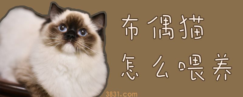 布偶猫怎么喂养(图1)