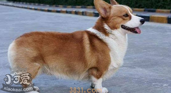 怎么挑选柯基幼犬 这些品相问题一定要注意(图1)