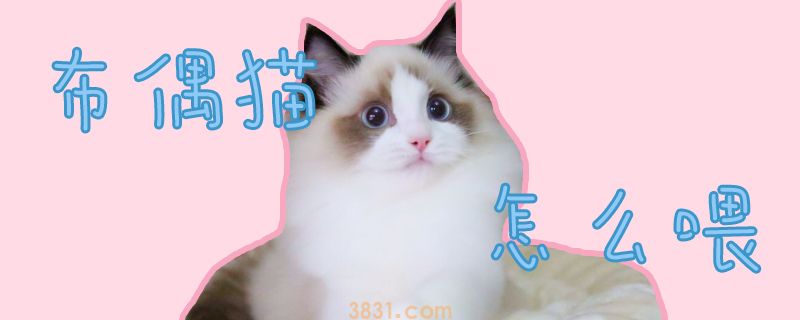 布偶猫怎么喂(图1)