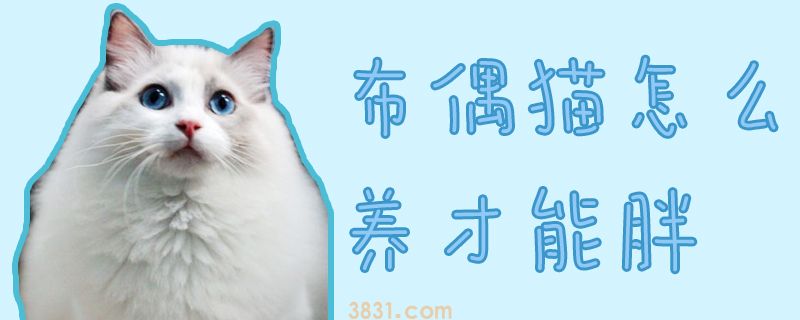 布偶猫怎么养才能胖(图1)