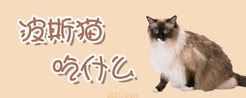 波斯猫吃什么(图1)