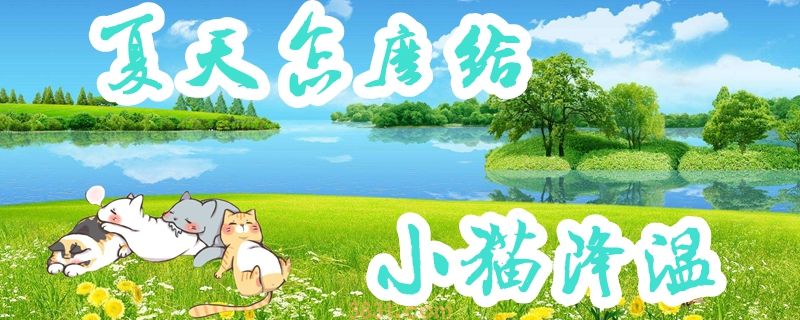 夏天怎么给小猫降温(图1)