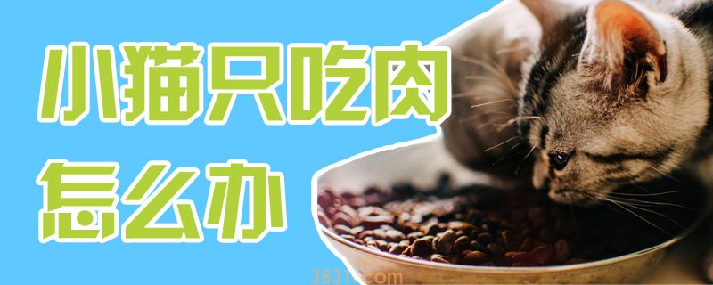 小猫只吃肉怎么办(图1)