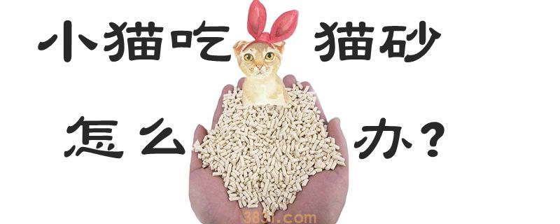 小猫吃猫砂怎么办(图1)