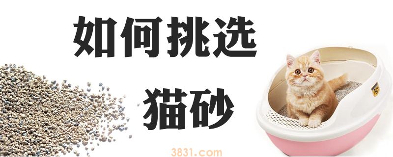 如何挑选猫砂(图1)