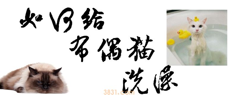 如何给布偶猫洗澡(图1)