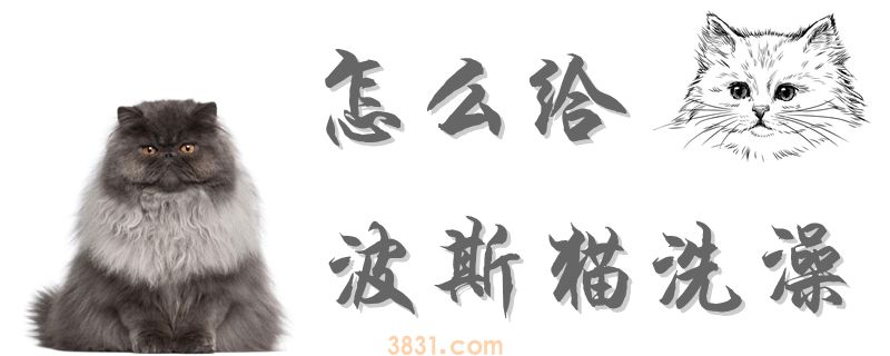 怎么给波斯猫洗澡(图1)