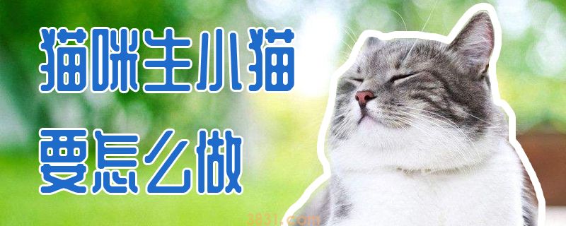 猫咪生小猫要怎么做(图1)