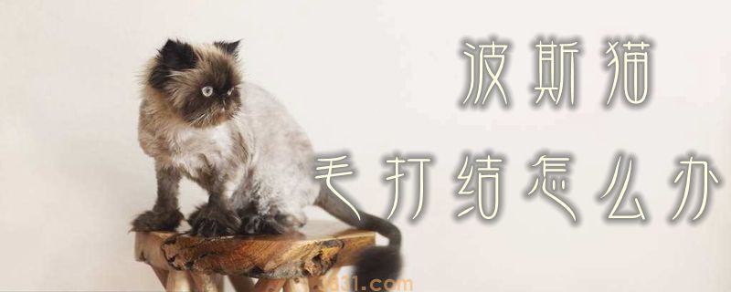 波斯猫毛打结怎么办(图1)
