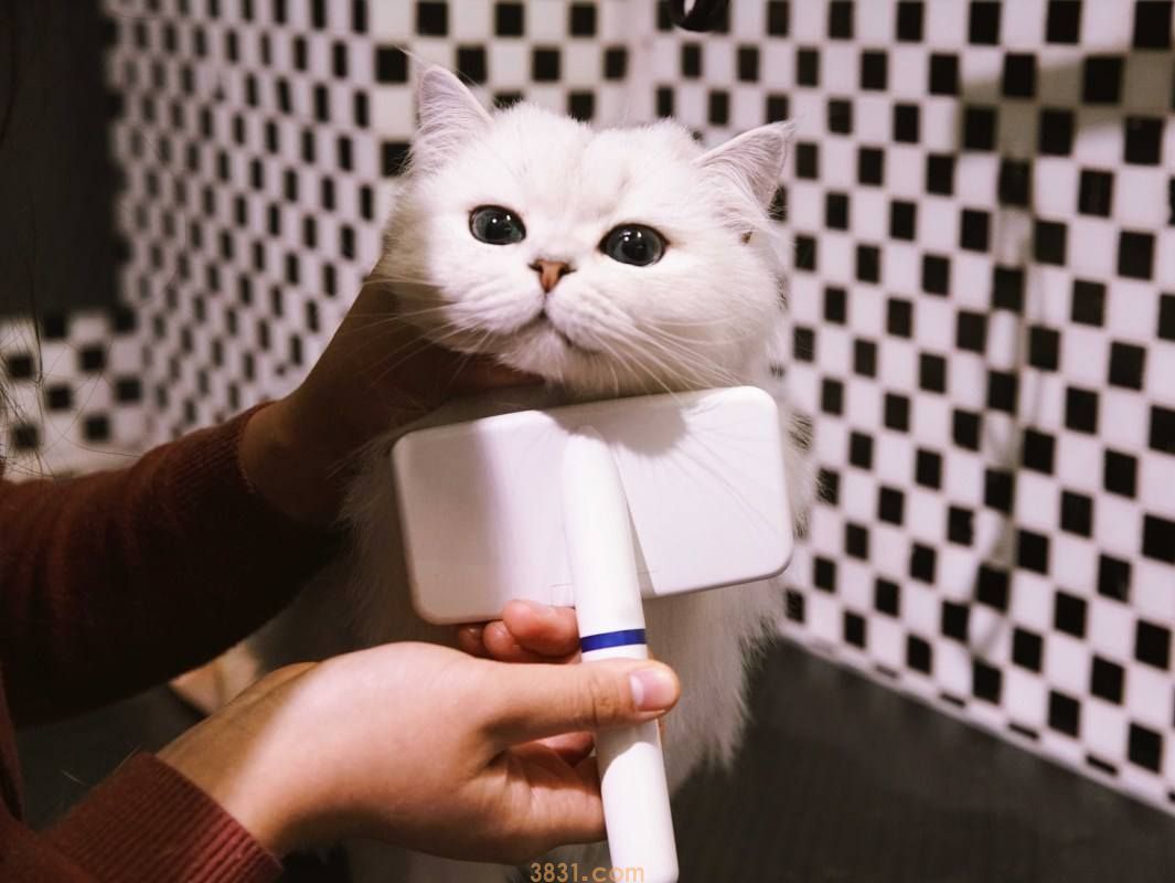 波斯猫毛打结怎么办(图2)