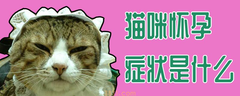猫咪怀孕症状是什么(图1)