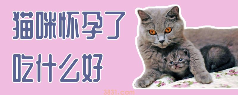 猫咪怀孕了吃什么好(图1)