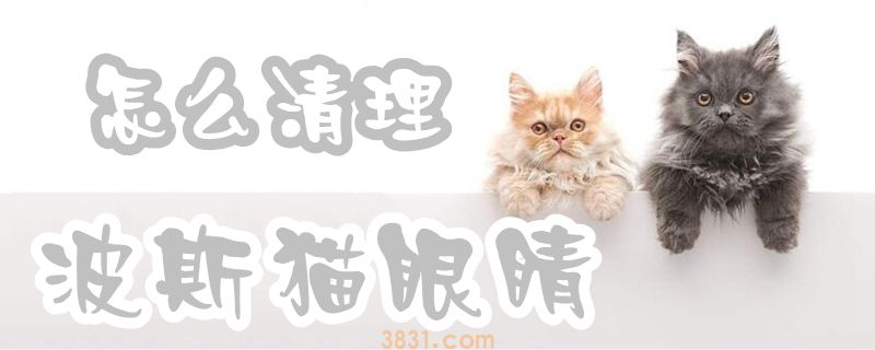 波斯猫眼睛怎么清理(图1)