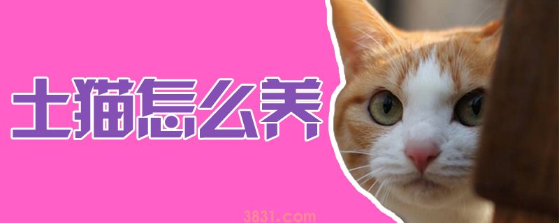 土猫怎么养(图1)