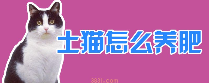 土猫怎么养肥(图1)