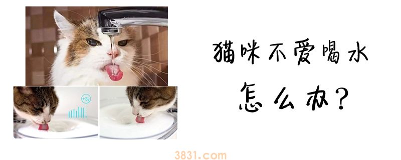 猫咪不爱喝水怎么办(图1)