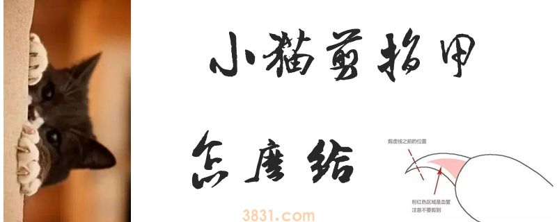 怎么给小猫剪指甲(图1)