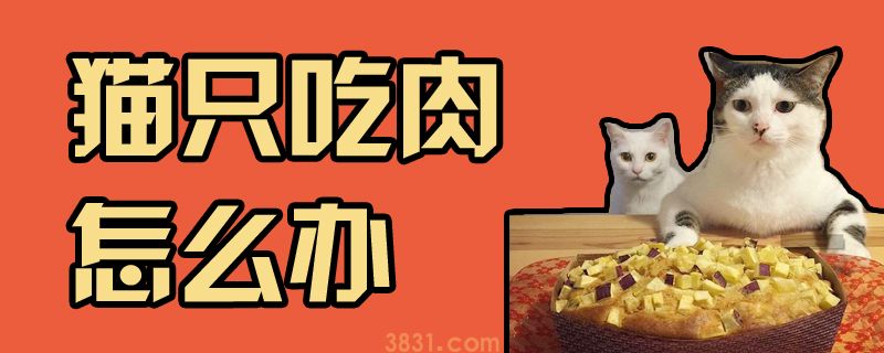 猫只吃肉怎么办(图1)
