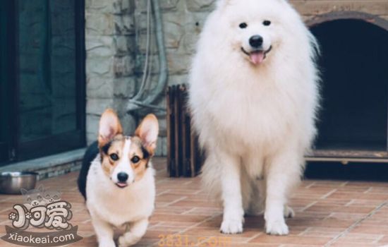 老年犬的护理要点 老年犬的容易得哪些病(图1)