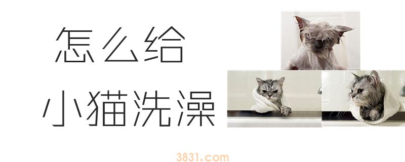 怎么给小猫洗澡(图1)