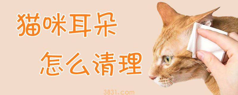 猫咪耳朵怎么清理(图1)